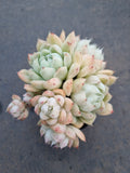 *GLGhybrid(1-797) Echeveria Elegans 'Alba' hybrid 白月影杂