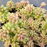 11cm pot GLGhybrid Graptopetalum Cherry Danko 樱丸