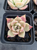 *GLGhybrid(1-1141) Special hybrid pack of 4