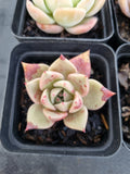 *GLGhybrid(1-1141) Special hybrid pack of 4