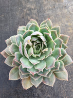 *GLGhybrid(2-220) Echeveria shaviana hime hybrid 沙维娜杂