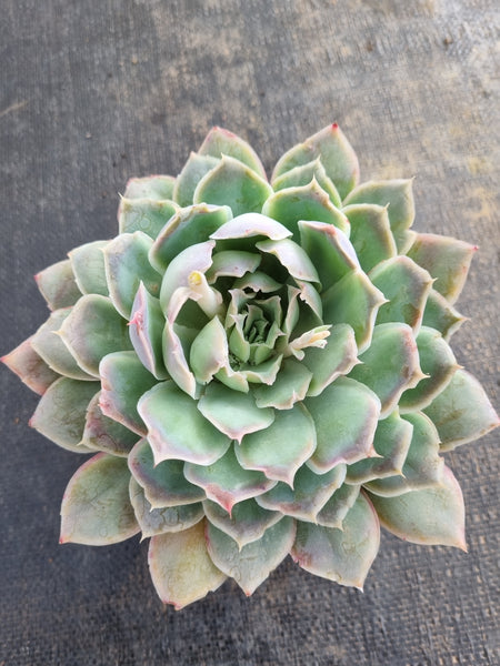 *GLGhybrid(2-220) Echeveria shaviana hime hybrid 沙维娜杂