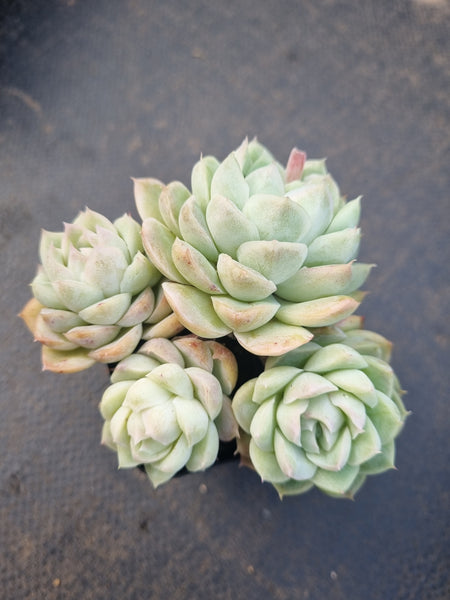 *GLGhybrid(1-1323) Echeveria Elegans 'Alba' hybrid 白月影杂