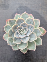 *GLGhybrid(1-381) Echeveria Mexican Snowball hybrid 墨西哥雪球杂