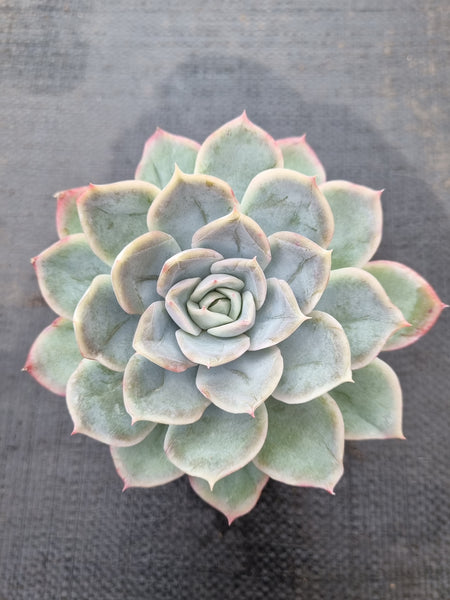 *GLGhybrid(1-381) Echeveria Mexican Snowball hybrid 墨西哥雪球杂