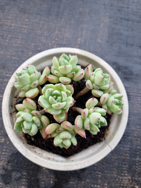 *GLGhybrid(2-341) Echeveria Sierra Hybrid 爱斯诺杂