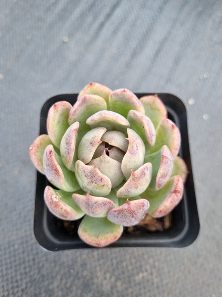 *GLGhybrid(1-1380) Echeveria 'Bloody Maria' hybrid 血色玛丽亚杂