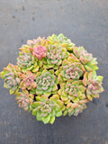 *GLGhybrid(2-21) Echeveria Sierra Hybrid 爱斯诺杂