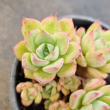 *GLGhybrid(2-14) Echeveria Secunda hybrid 赛康达杂