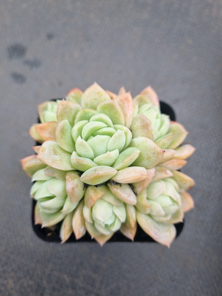 *GLGhybrid(1-1351) Echeveria Raspberry ice hybrid 冰莓杂