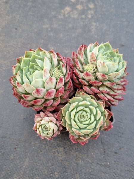 9cm pot Echeveria Red Hole 朱砂痣9cm盆