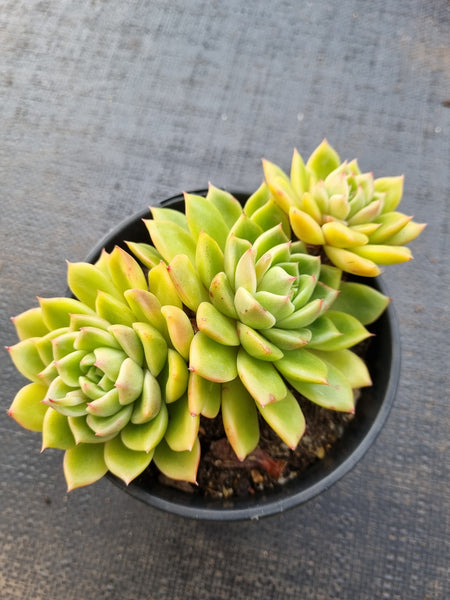 *GLGhybrid(2-63) Echeveria Agavoides hybrid 东云杂