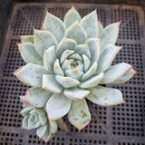 *GLGhybrid(1-283) Echeveria Mexican Giant hybrid 巨人杂
