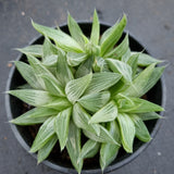 11cm pot Haworthia Grey Ghost
