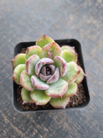 *GLGhybrid(1-710) Echeveria White Bloody Maria 白血玛