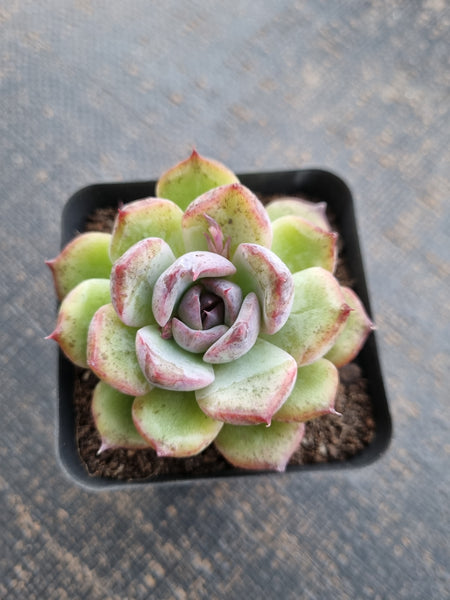*GLGhybrid(1-710) Echeveria White Bloody Maria 白血玛