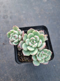 Echeveria Nanahukumini 娜娜小勾