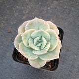 Graptoveria Lovely Rose - wide leaf 大叶可爱玫瑰
