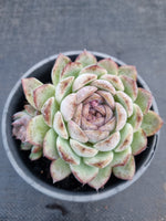*GLGhybrid(2-310) Echeveria White Bloody Maria 白血玛