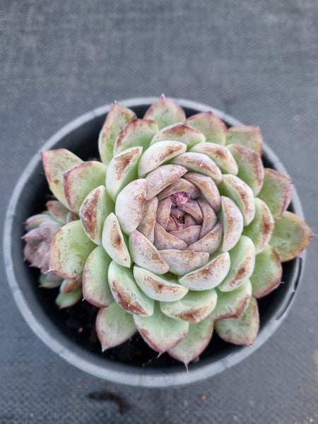 *GLGhybrid(2-310) Echeveria White Bloody Maria 白血玛
