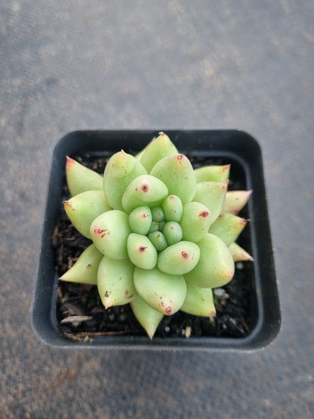 *GLGhybrid(1-814) Echeveria agavoides Ebony hybrid 乌木杂