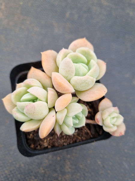 *GLGhybrid(1-1580) Pachyveria Elaine hybrid 香水杂