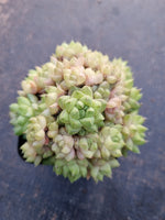 Haworthia no ID