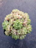 Haworthia no ID