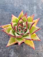 *GLGhybrid(1-162)  Echeveria Agavoides Lipstick hybrid 口红杂