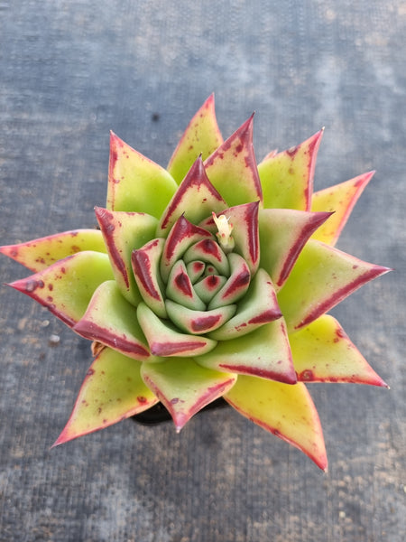 *GLGhybrid(1-162)  Echeveria Agavoides Lipstick hybrid 口红杂