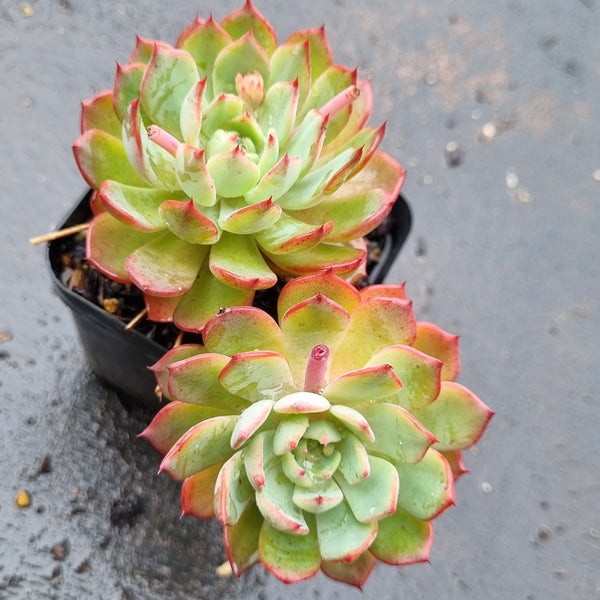 *GLGhybrid(1-1606) Echeveria Sierra hybrid 爱斯诺杂