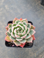 Echeveria Pink Crystal 水晶