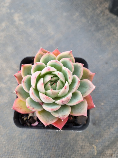 Echeveria Pink Crystal 水晶