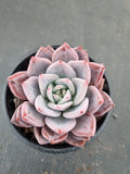 Echeveria Purple Champaign 紫香槟
