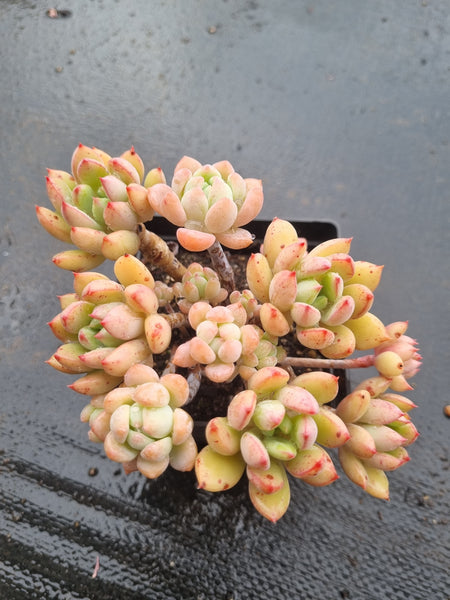 *GLGhybrid(1-1450) Baby Finger hybrid and prolifica hybrid 婴儿手指杂，粉蔓杂