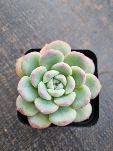 *GLGhybrid(1-738) Pachyveria Elaine hybrid 香水杂