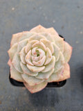 Echeveria Sarang 爱神