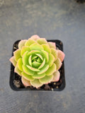 Sedeveria Green rose 绿蔷薇