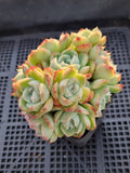 *GLGhybrid(1-563) Echeveria Elegans 'Alba' hybrid 白月影杂