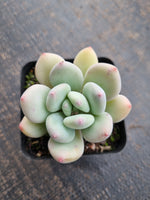*GLGhybrid(1-731) Pachyveria Elaine hybrid 香水杂