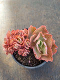 11cm pot Echeveria 'Blue Curls' Crested 蓝狐缀化