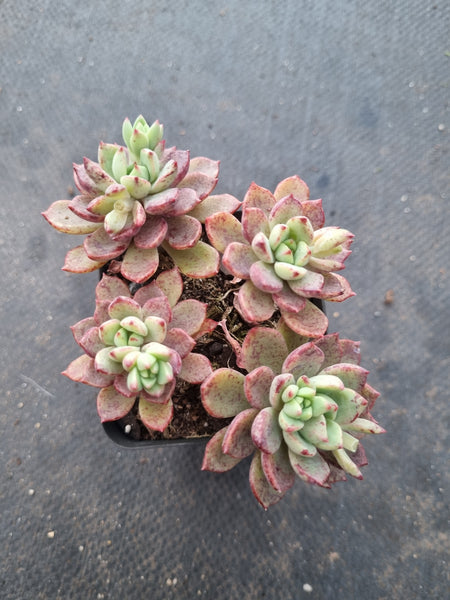 *GLGhybrid(1-1019) Echeveria Subalpina hybrid 萨宾娜杂