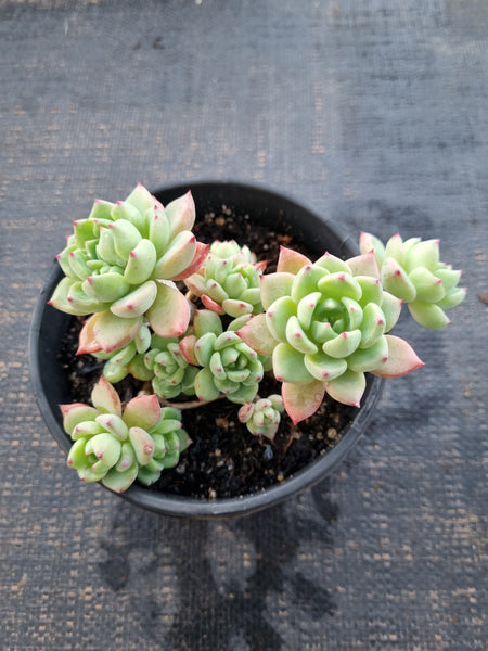 *GLGhybrid(2-340) Echeveria Sierra Hybrid 爱斯诺杂