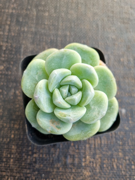 Echeveria Ice Green 冰玉