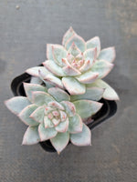 Echeveria Blue Bird 粉蓝鸟