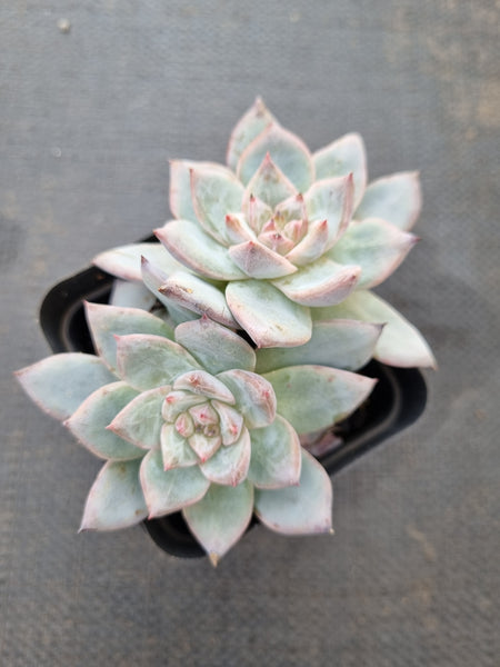 Echeveria Blue Bird 粉蓝鸟