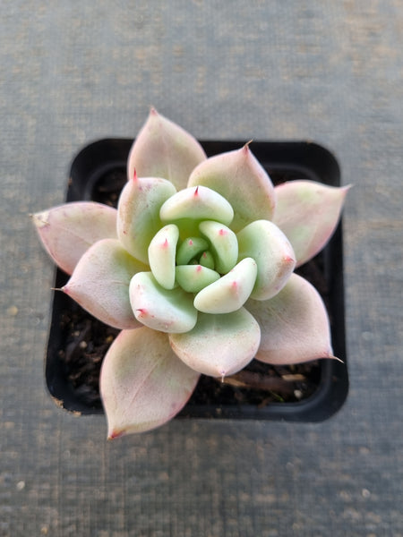 *GLGhybrid(1-863) Echeveria Mexican Giant hybrid 巨人杂