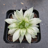 Haworthia Silver Swirls  白斑玉露