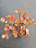 Aeonium saundersii 橄榄球玫瑰