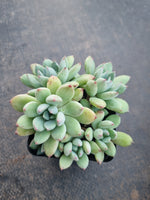 *GLGhybrid(1-819) Graptopetalum Mendozae hybrid 丸姬杂